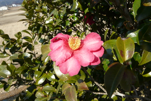 c0205169_1614516.jpg