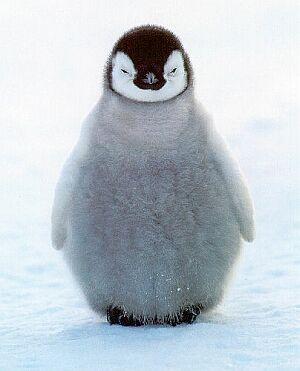 南極のかわいいやつら ペンギン画像 まとめ Cureco Beta