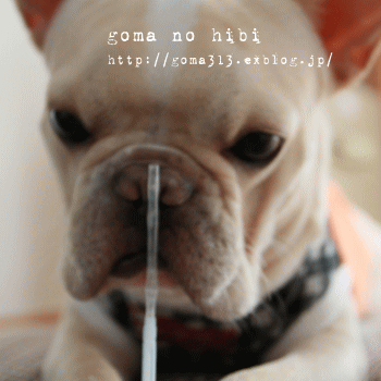 b0180085_2028443.gif