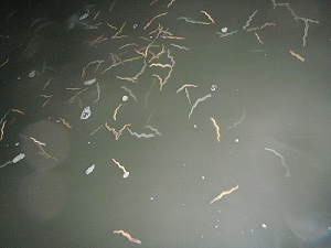 f0069890_111212.jpg