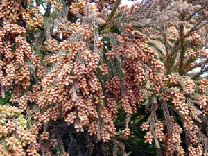 e0175702_0393621.jpg
