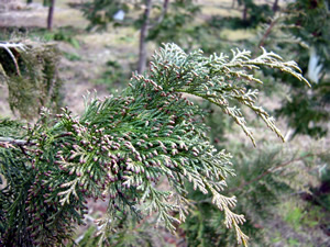 e0175702_0395410.jpg