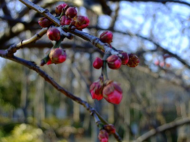 c0097558_11515133.jpg