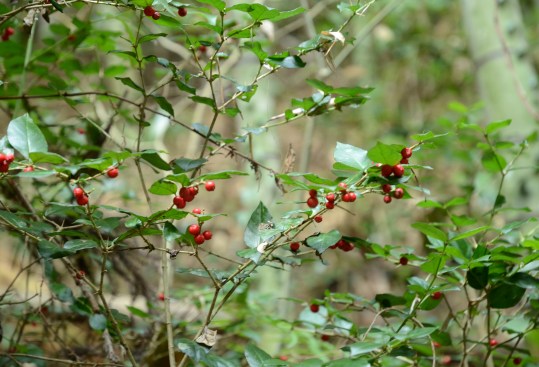 c0186463_18363.jpg