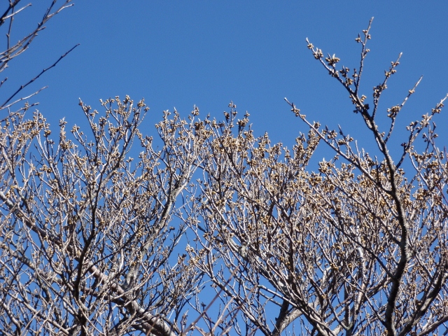 c0042869_6464277.jpg