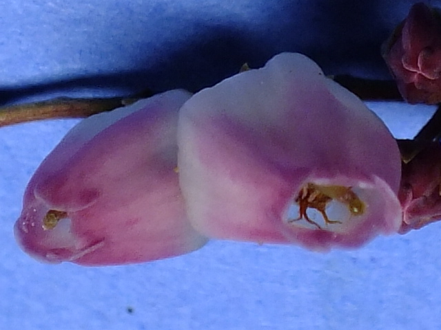 e0145782_15495582.jpg