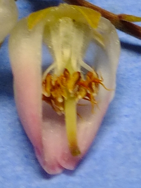 e0145782_15512570.jpg