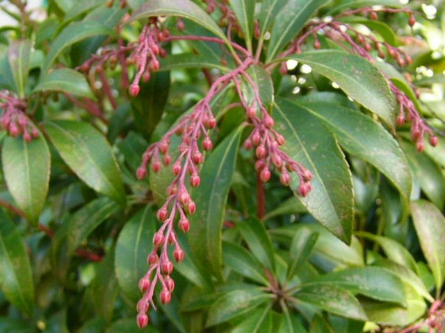 e0145782_15522310.jpg