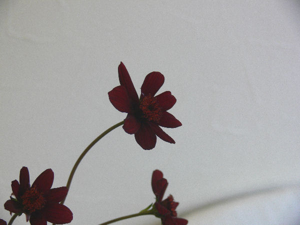 e0140986_13461480.jpg