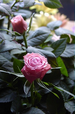 a0243143_2142364.jpg
