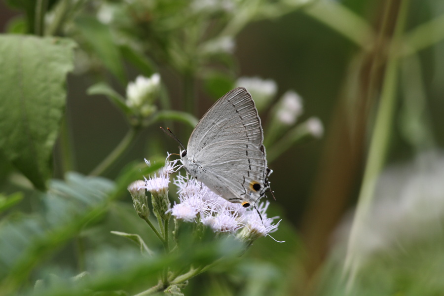 a0094850_1631590.jpg