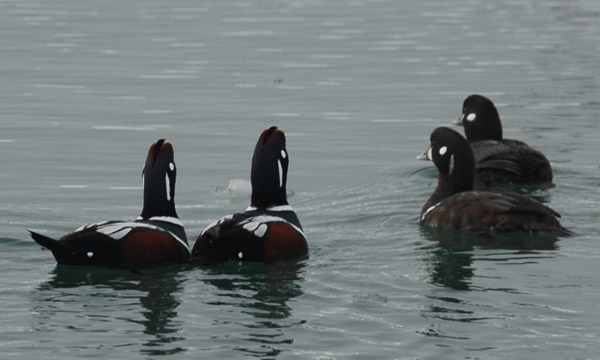 f0159390_1114861.jpg