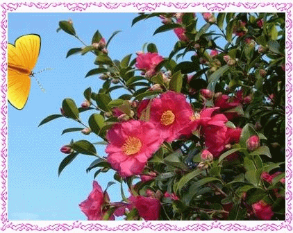 b0052108_20524391.gif