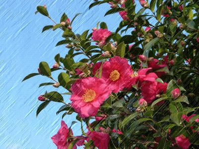 b0052108_20534861.gif
