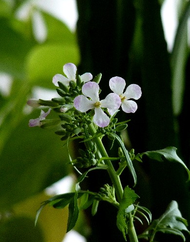 d0084473_16582517.jpg