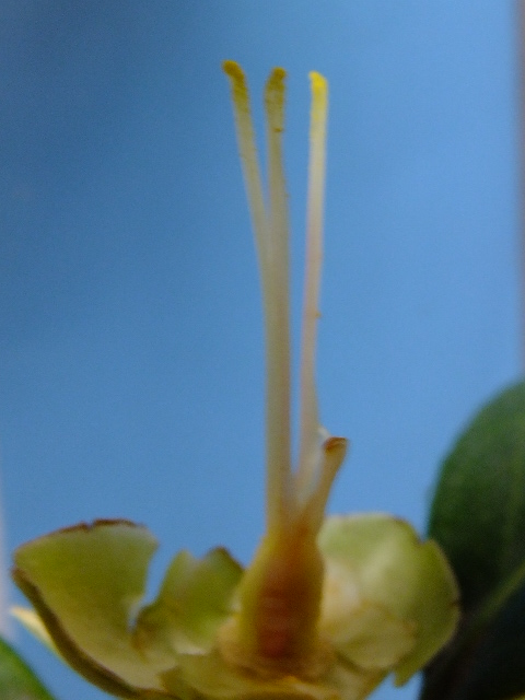 e0145782_2052948.jpg