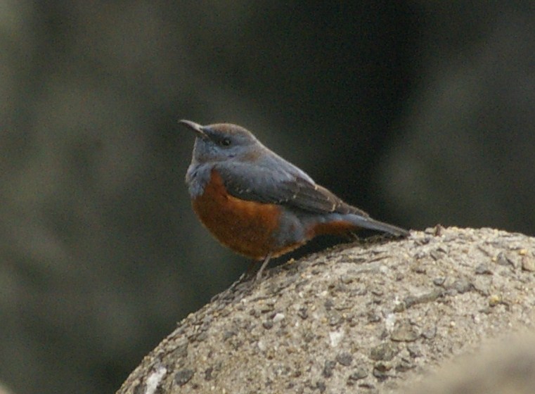 e0197884_7205438.jpg