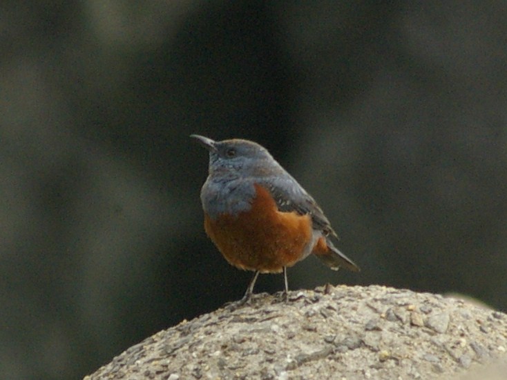 e0197884_721948.jpg