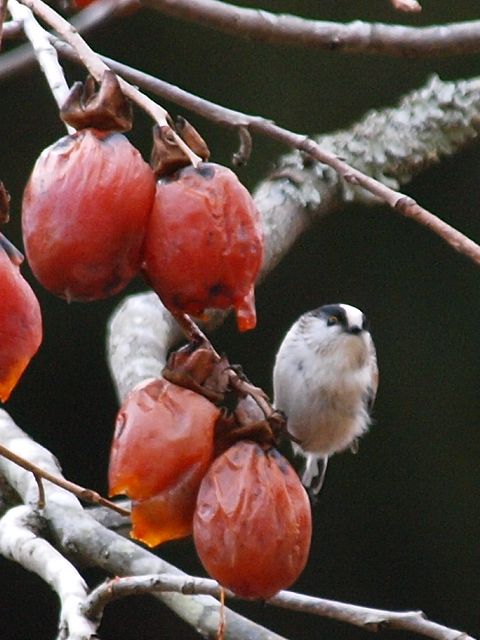 b0108186_015352.jpg