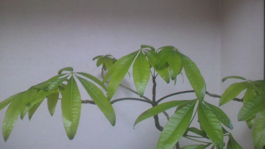 c0048121_7215786.jpg
