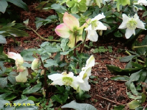 b0012636_14425952.gif
