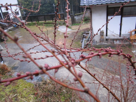 b0132746_1314755.jpg