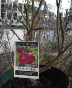 c0132205_2242741.jpg