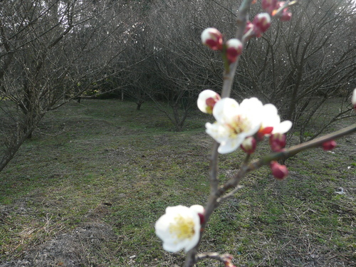 f0204110_10382173.jpg