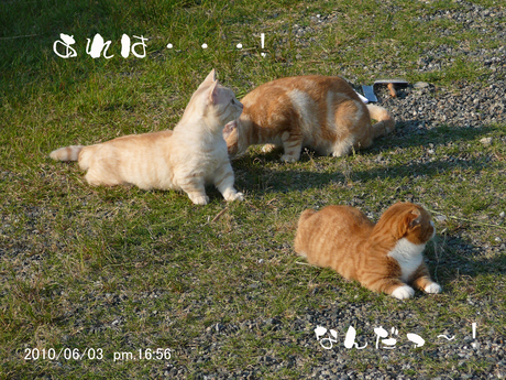 d0161423_17432952.jpg