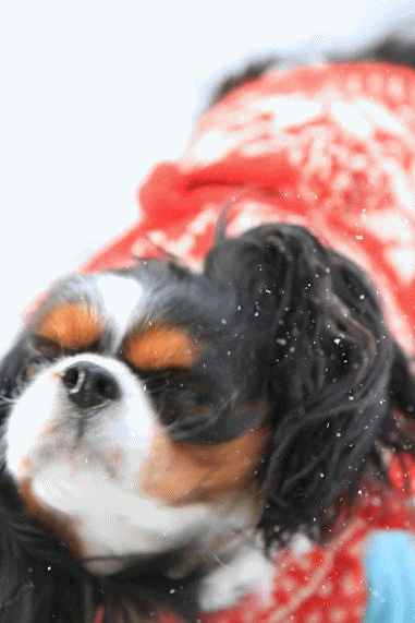 c0145250_1151487.gif
