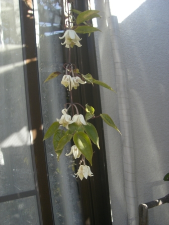 a0053480_15491421.jpg