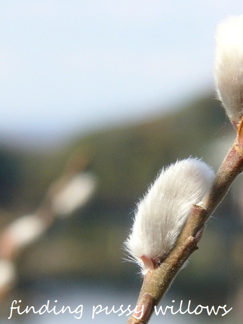 a0147281_1234107.jpg