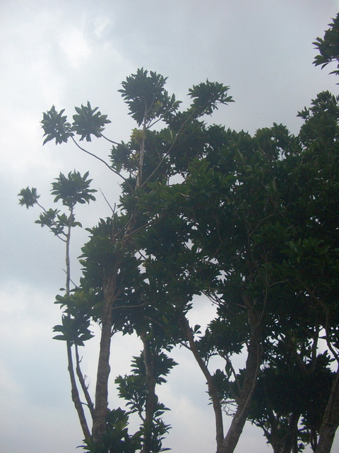 f0197325_8371043.jpg