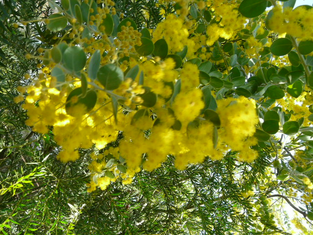 e0145782_1750299.jpg