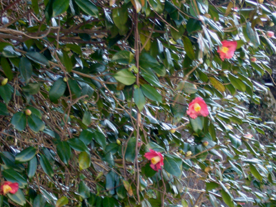 c0051105_0415492.png