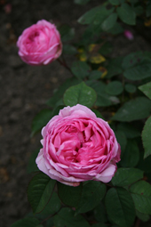 d0070113_21017.jpg