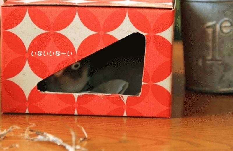 c0145250_1250261.gif