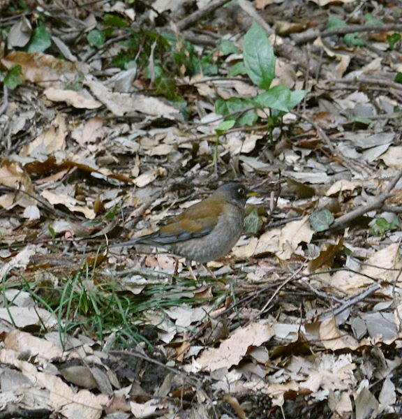 d0091754_414990.jpg