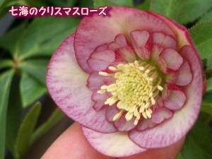 c0025140_20292316.jpg