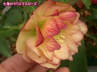 c0025140_203011.jpg