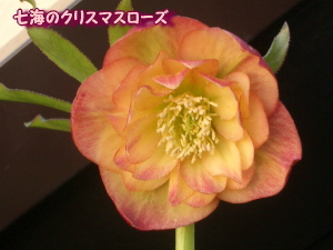 c0025140_2037380.jpg