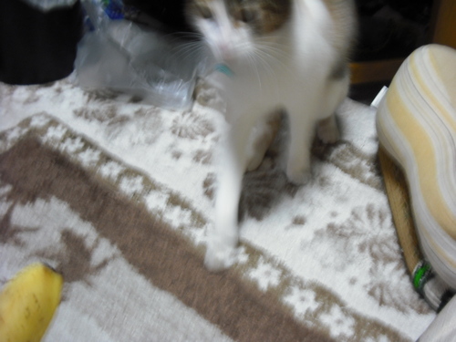 c0194042_20551750.jpg