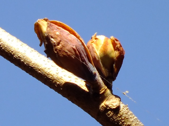 e0145782_1874719.jpg