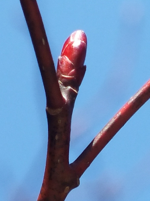 e0145782_188518.jpg