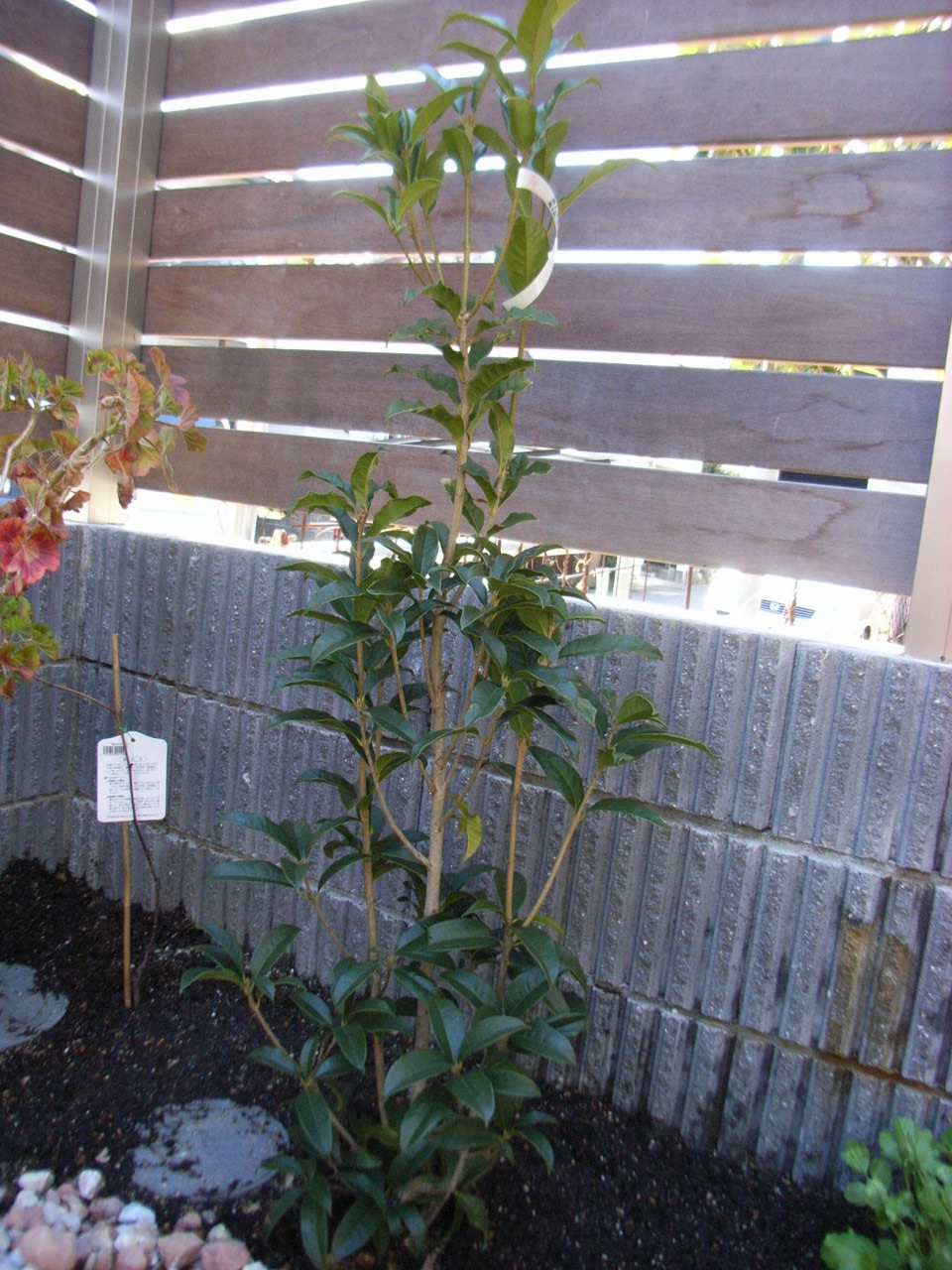 a0200299_14214074.jpg