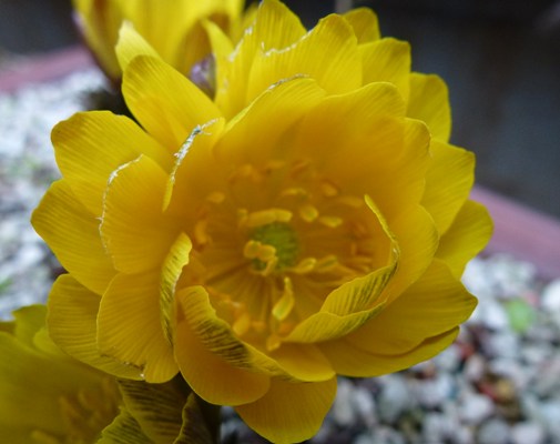 c0042418_1473554.jpg