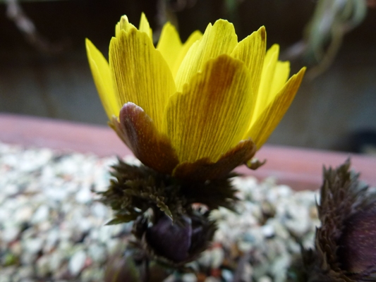 c0042418_147360.jpg