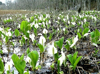 c0051529_136122.jpg