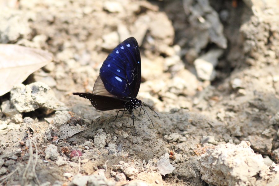 a0094850_9391818.jpg