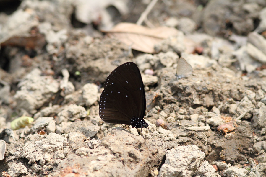 a0094850_9395744.jpg
